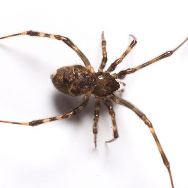 Araignées domestiques au Québec