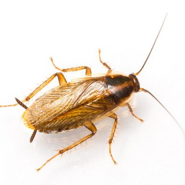Blatte germanique identifiée comme nuisible intérieur courant au Québec, souvent prise en charge par Les Entreprises Maheu.