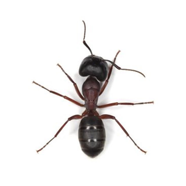 Fourmi Charpentière noire au Québec