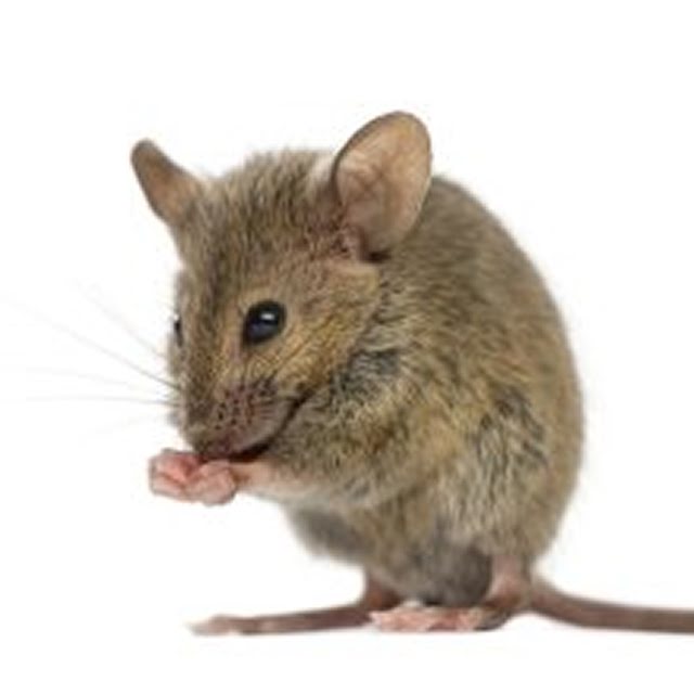 Souris domestique au Québec