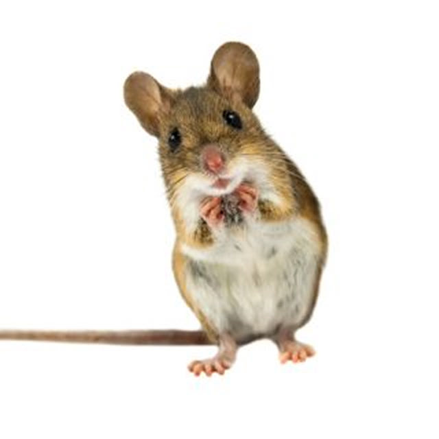 Fourmi Charpentière noire au Québec