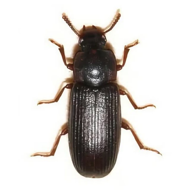 Tribolium de la farine – insecte brun nuisible présent dans la farine et les denrées alimentaires stockées