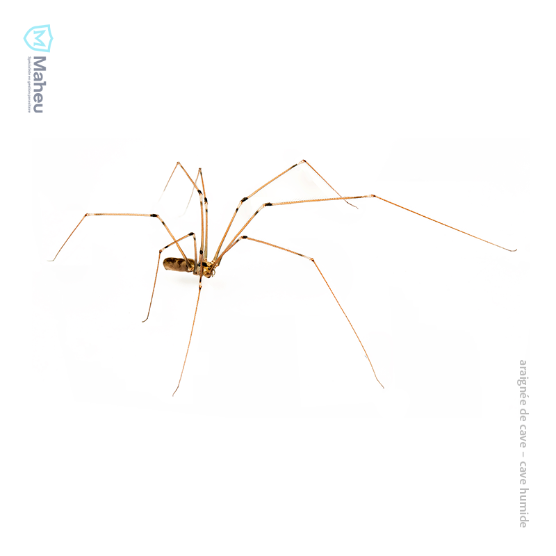 Araignée de cave présente dans un sous-sol humide du Québec, image utilisée pour l’identification par Les Entreprises Maheu.