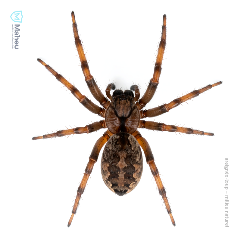 Araignée-loup photographiée au Québec, utilisée pour l’identification et l’analyse parasitaire par Les Entreprises Maheu.