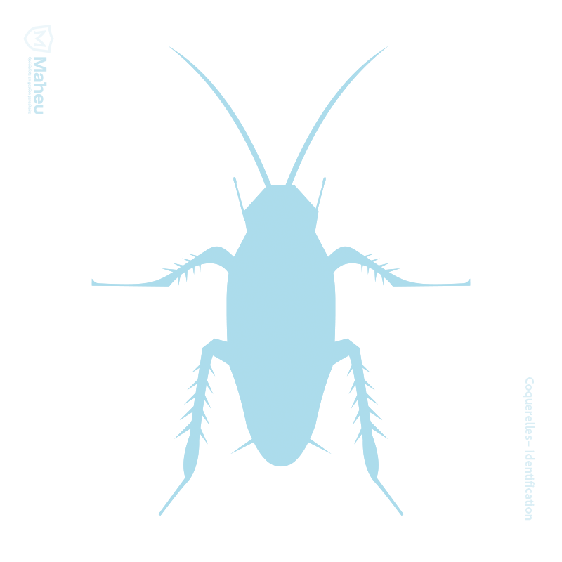 Coquerelle observée au Québec, image utilisée pour identifier les parasites et pour évaluer les infestations par Maheu