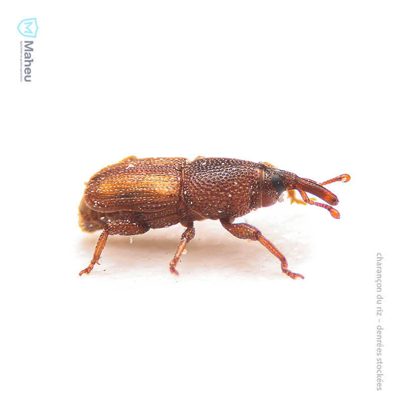 Charançon du riz observé au Québec, image utilisée pour l’identification parasitaire par Les Entreprises Maheu.