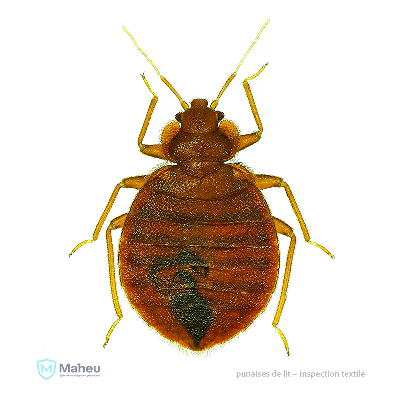 Punaise de lit vue au Québec, image utilisée pour l’identification parasitaire et les inspections par Les Entreprises Maheu.